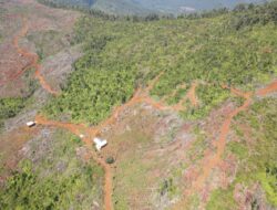 Ilegal Logging Diduga Marak di Hutan Lindung Kolaka Utara, 0,5 Hektare Sudah Terbabat