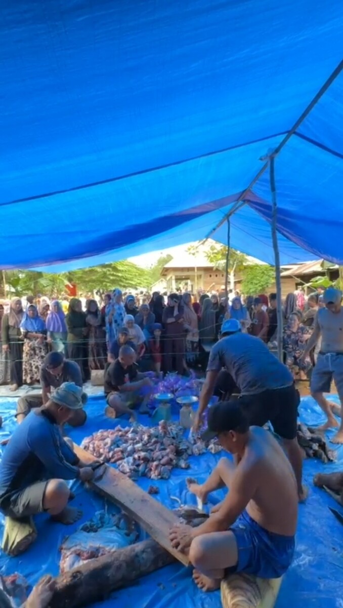 Bahtra Banong Kurban Sapi Jumbo Lebih dari 1 Ton di Konawe
